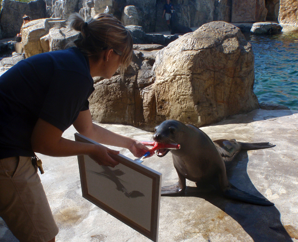 Harpo the sea lion painting on a canvas
