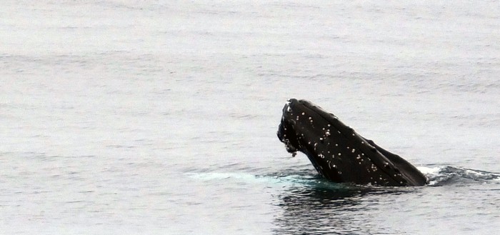 Humpback whale spy hop, possible chin slap