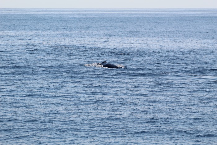 Humpback whale at distance