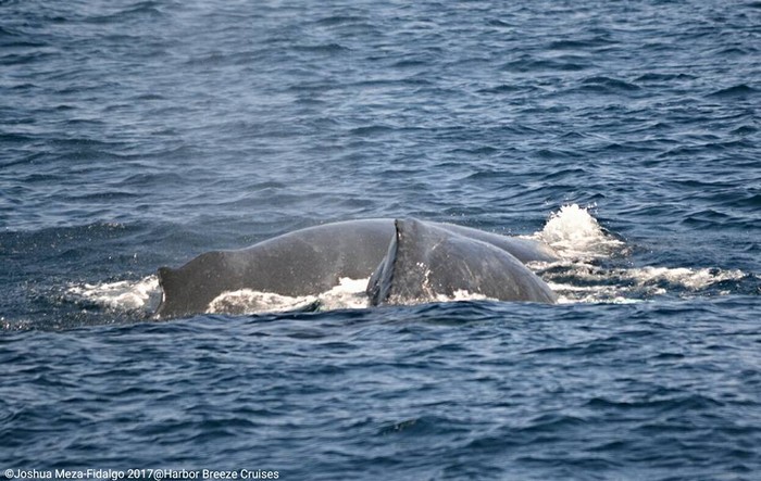 Pair of humpback whales in the ocean