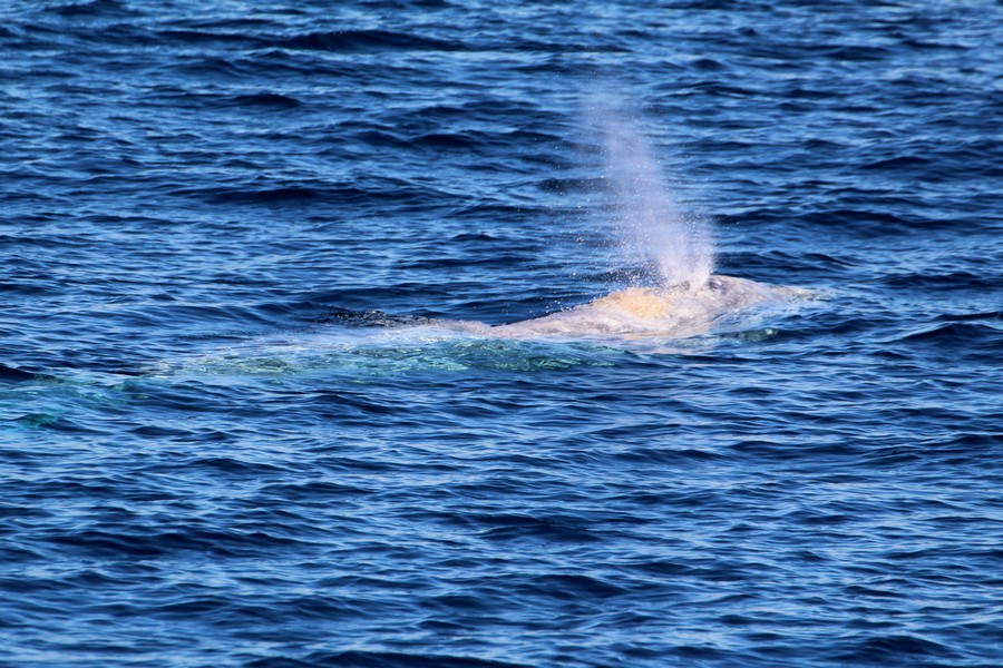 Gray whale blowing at the surface with barnacles easily visible