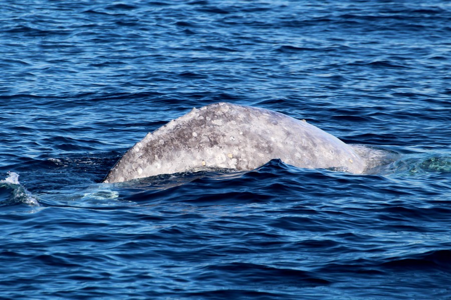 Gray whale with its back arched ready to dive