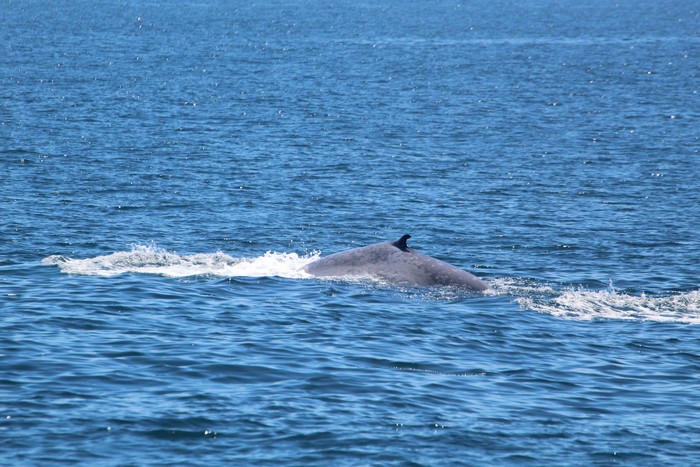 Blue whale dorsal at surface