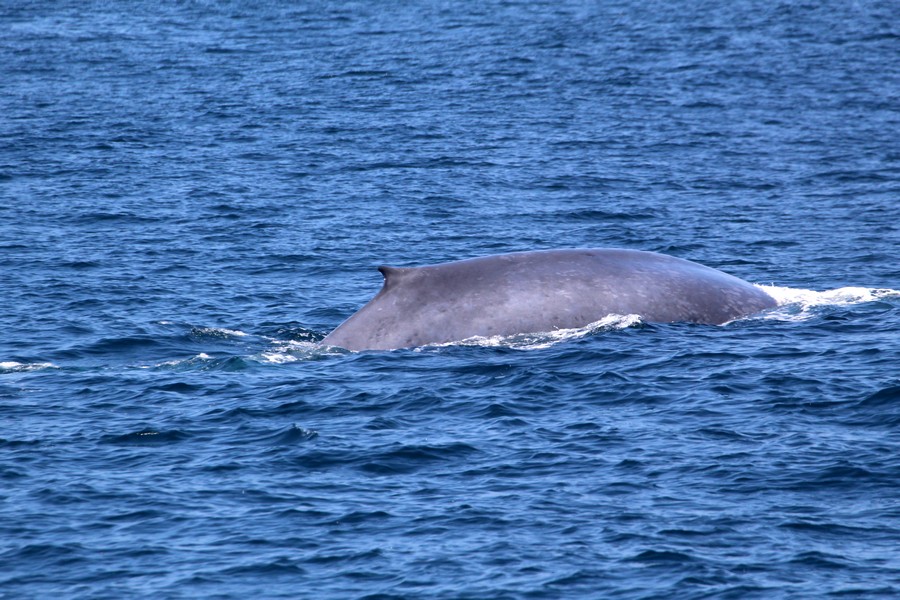 Blue whale right side dorsal at surface