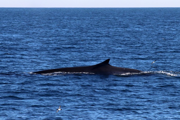 Fin whale with distinct notch in the dorsal fin