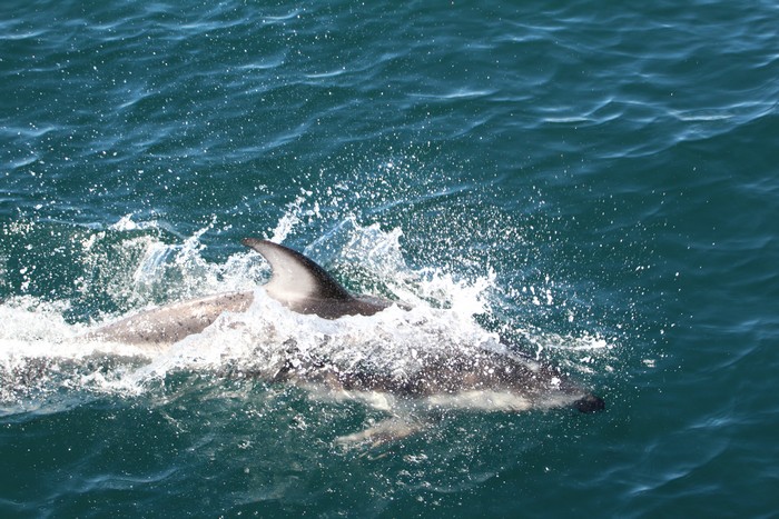 Pacific white-sided dolphin porpoising and splashing in the water