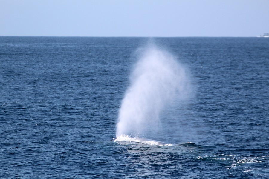 Blue whale blow