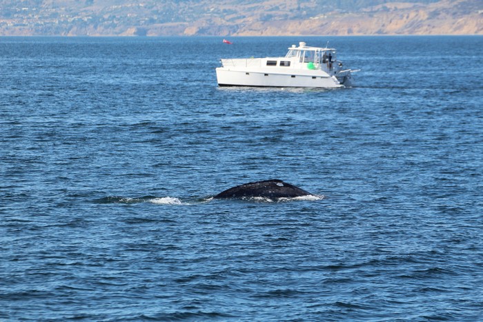 Gray whale dorsal ridge above water with a boat in the background