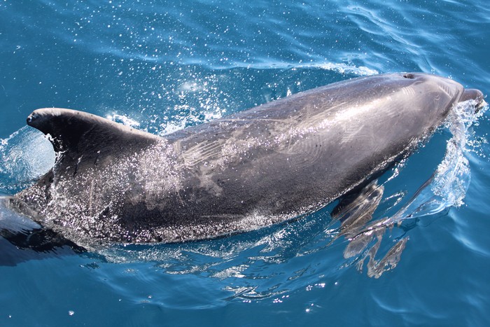 Bottlenose dolphin at the surface of the water