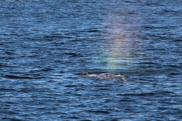 Gray whale with rainbow colored blow