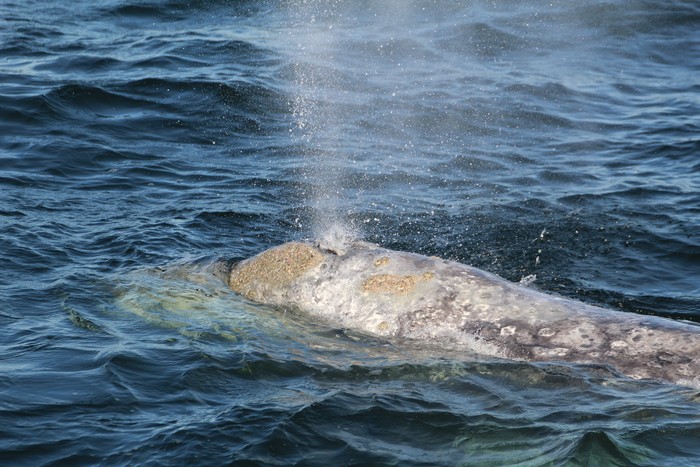 Gray whale blowing at the surface with barnacles easily visible