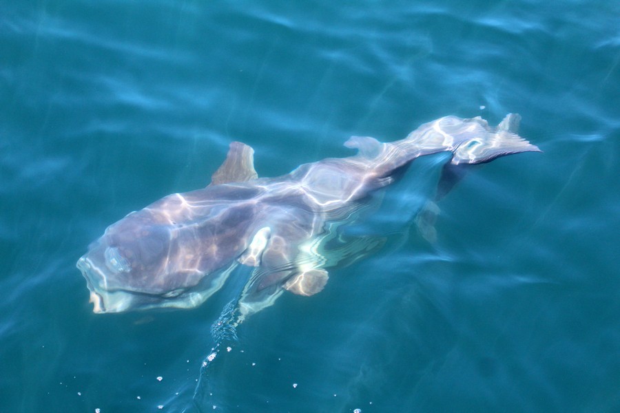 Mola mola, the ocean sunfish, below the surface