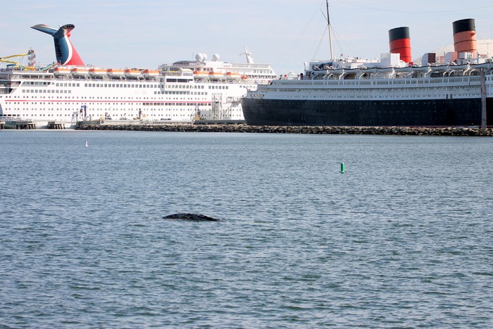 Gray whale in the LA river mouth, next to the Queen Mary