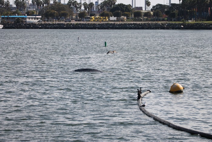 Gray whale in the LA river mouth