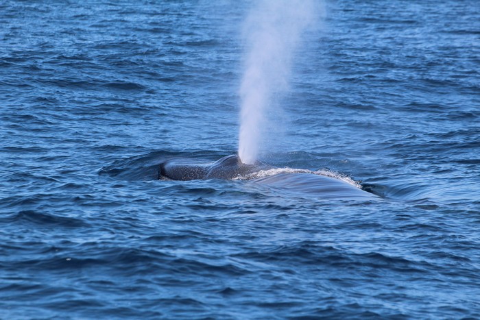 Fin whale blow