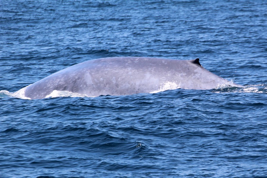 Blue whale left side dorsal at the surface