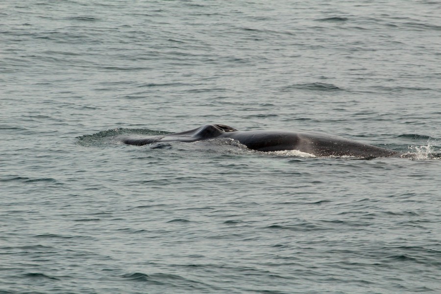 Fin whale rostrum with its chevrons visible