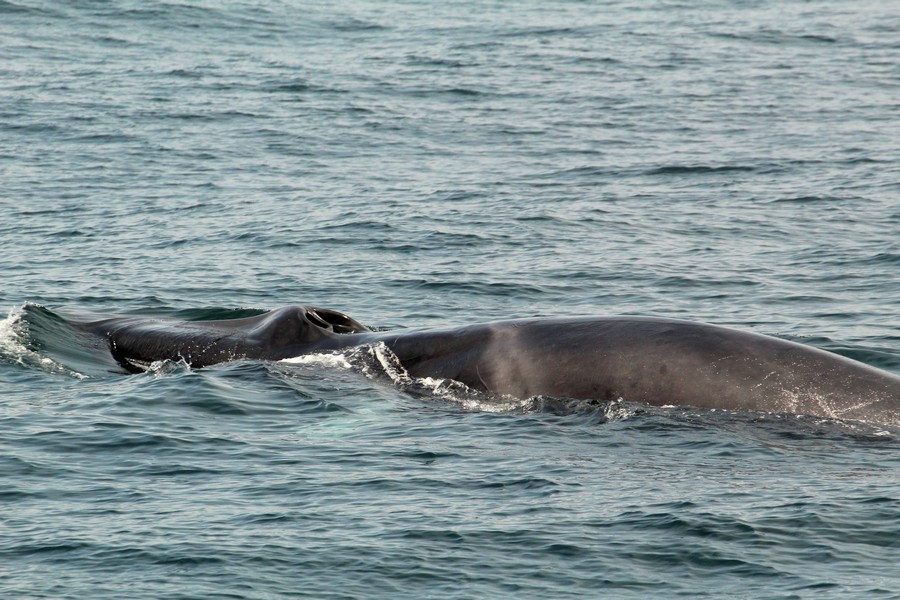 Closer view of a fin whale