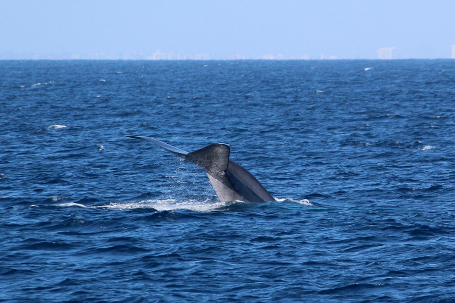 Blue whale fluke and tailstock raised high above the water