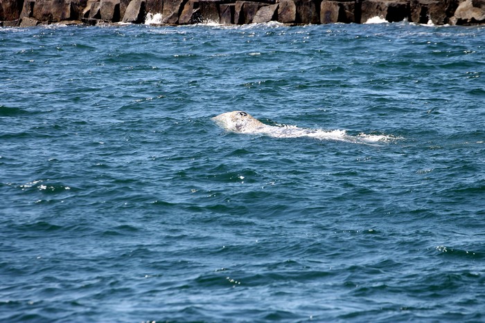 Gray whale near the breakwall