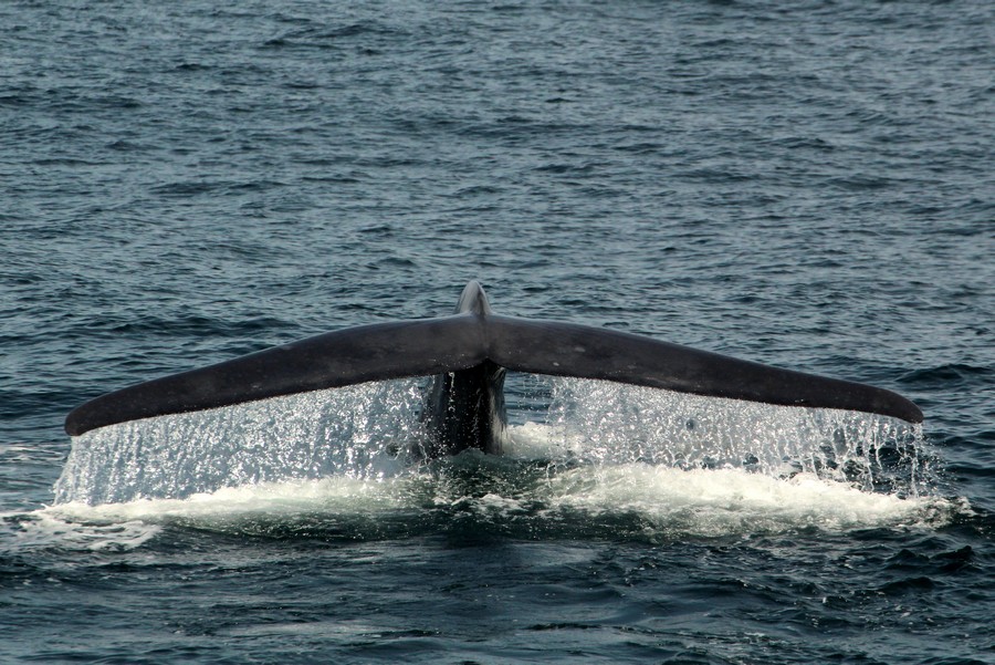 Blue whale fluke with water cascading off the back