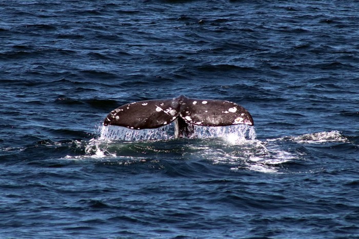 Top side of gray whale fluke