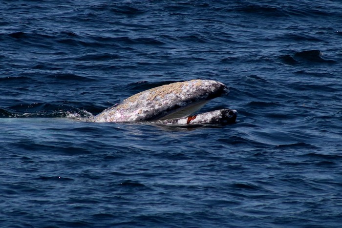 Gray whale with its mouth agape above the water surface