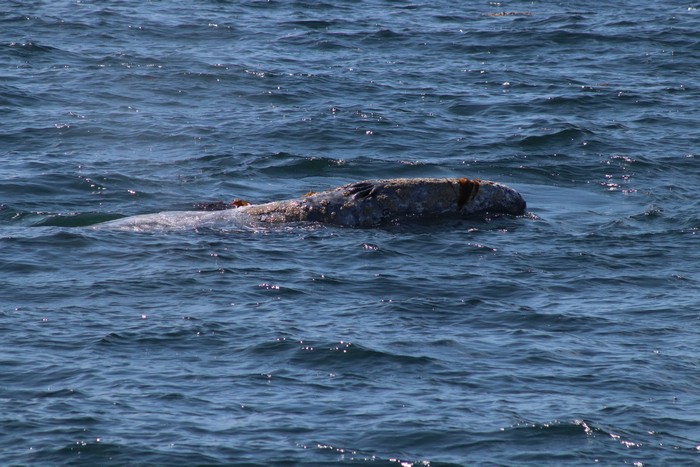 Gray whale playing in the kelp