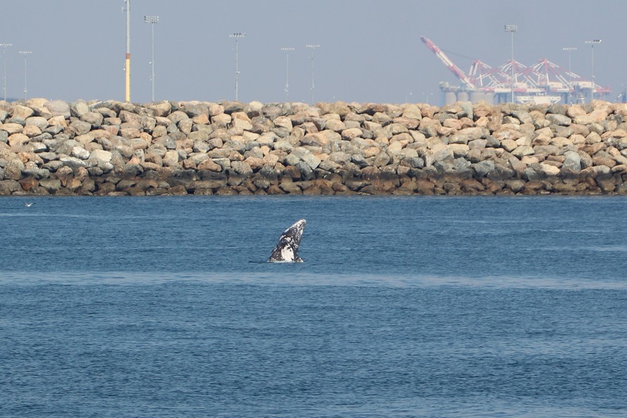 Gray whale breaching inside the breakwall with the port in the background