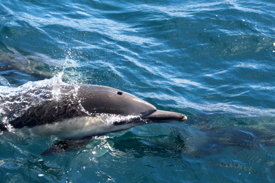 Common dolphin leaping through the air with the blowhole and melon easily visible