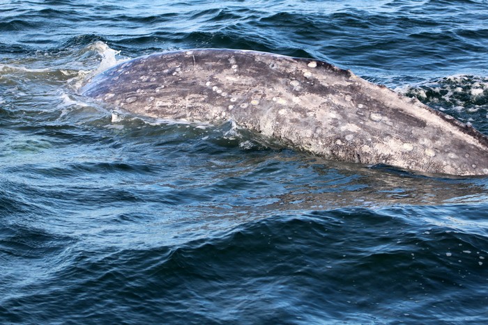 Gray whale dorsal ridge above the water, left side