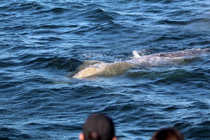 Gray whale with muddy water around it
