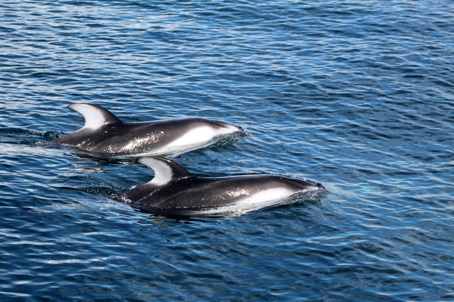 Pair of Pacific white-sided dolphins porpoising at the top of the water