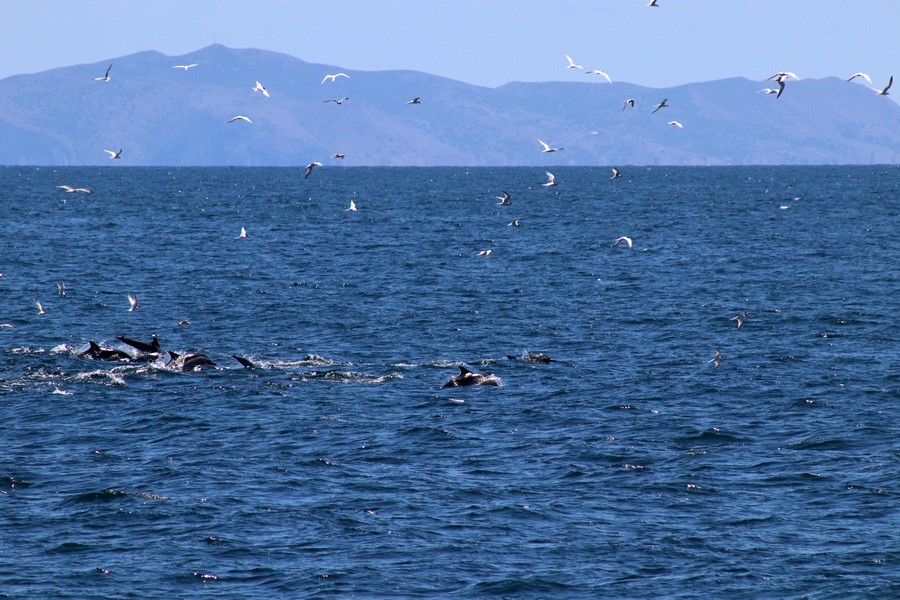 Common dolphins and sea birds with Catalina in the background