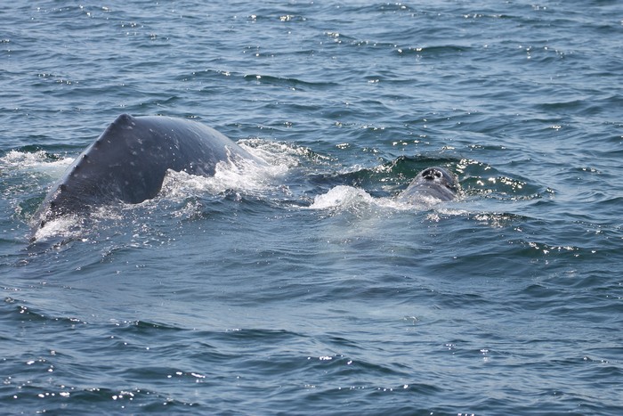 Gray whale cow-calf pair