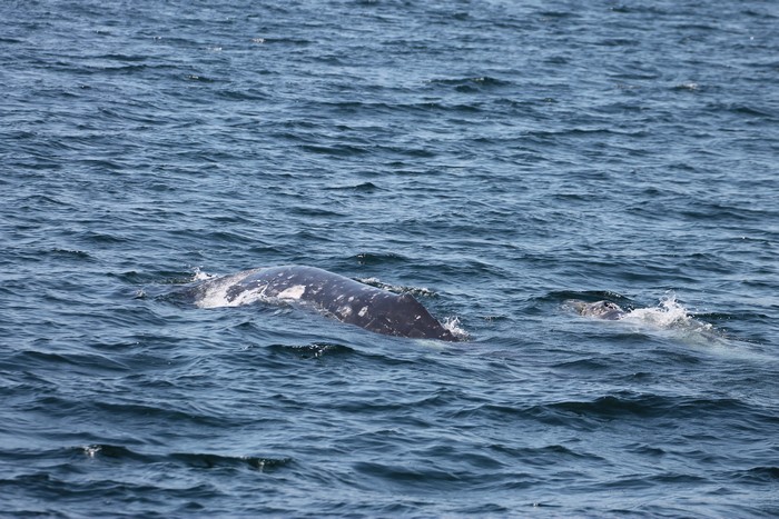 Gray whale cow-calf pair