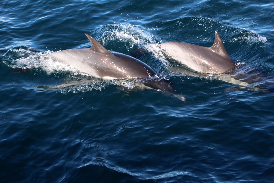 Two common dolphins streaking across the top of the water