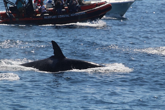Female orca with other whale watchers in background
