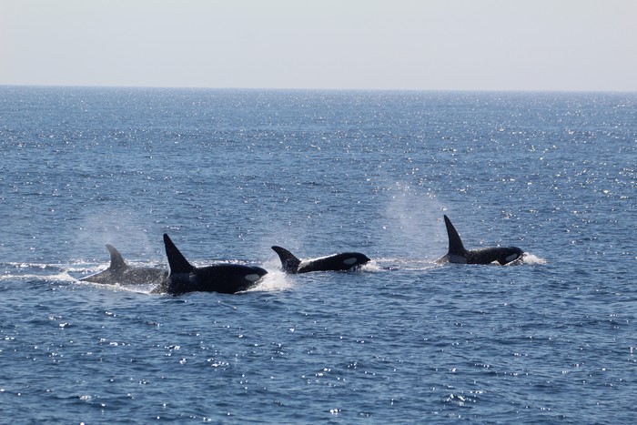 Pod of orcas at the surface
