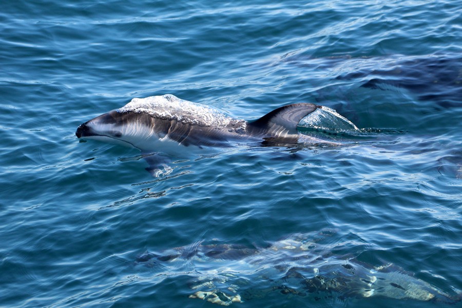 Pacific white-sided dolphin at the surface