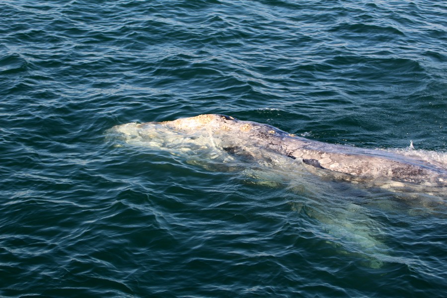 Gray whale nearby the boat right at the surface of the water