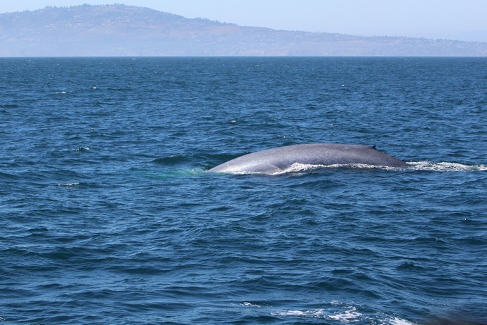 Blue whale with San Pedro in the background