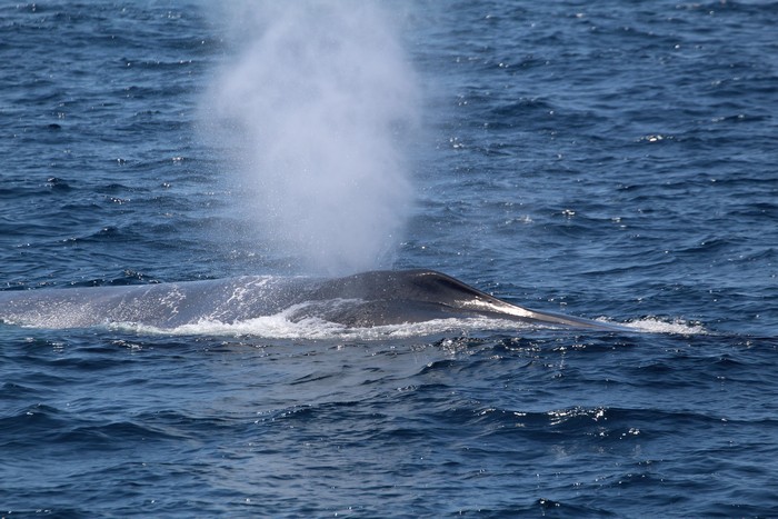 Close up of blue whale blowholes and blow