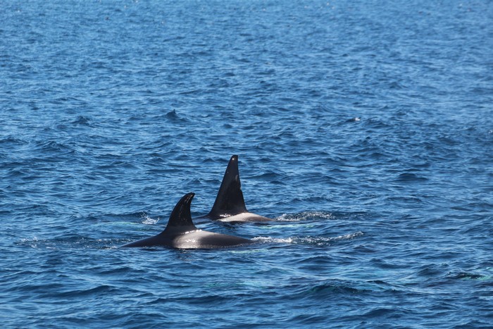 Two orcas at the surface
