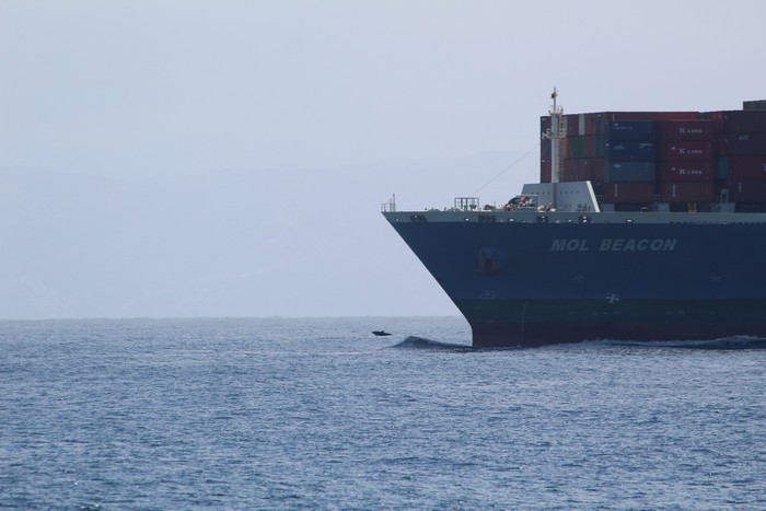 Bottlenose dolphin bow riding in front of a container ship