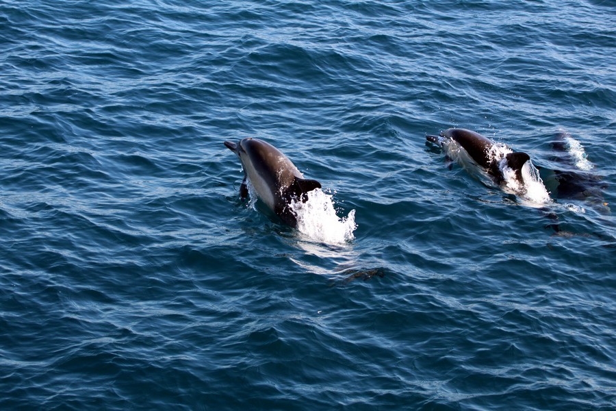 Common dolphins porpoising above the water