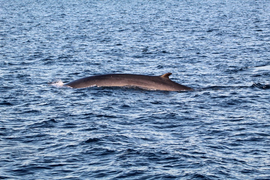 Fin whale dorsal at a distance