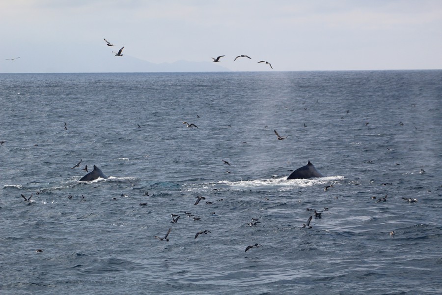 Humpback whales and shearwater birds in a potential feeding frenzy