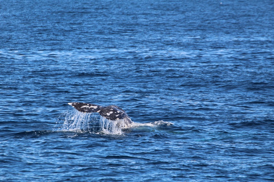 Gray whale fluke with water cascading off the top of it