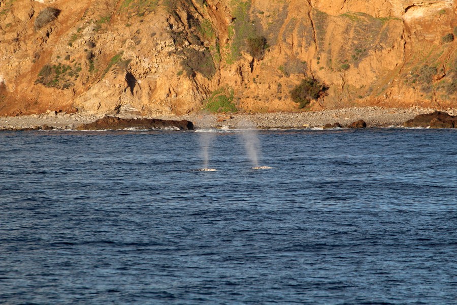 Gray whale blows with the cliff sides in the background